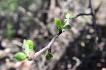 buds of a tree