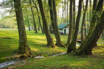 Sunlit forest stream with cabin backdrop