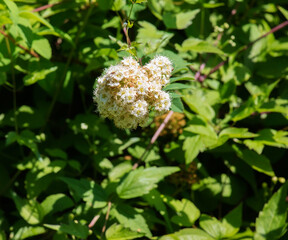 Willow-leaved spirea lat. Spiraea salicifolia. Close-up of a blooming inflorescence of spirea foliage against background of green foliage.