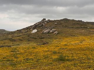 White chapel in wild yellow bloom – moody spring landscape of Amorgos
