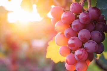 Freshly Harvested Grapes in a Wine Glass with a Sunset View