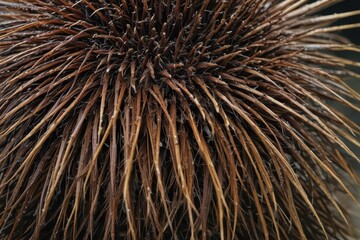 Close-up of Malayan porcupine quills, sharp spines visible on its back , image, protection