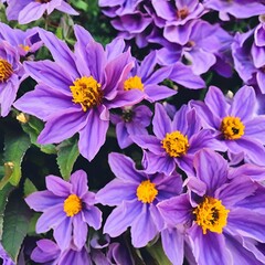 The Beauty of Purple Flowers in Nature 