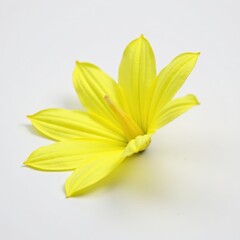Obraz premium Single yellow salvia flower with prominent stamen isolated on white background, flower photography, botany