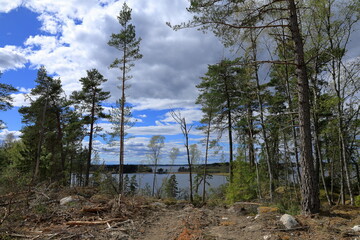 Some trees at a hill. Distance photo landscape. Lake in the background. Sweden in May 2025.
