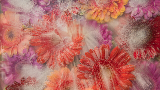 background with colorful floral texture of frozen germini flowers in ice, water and milk