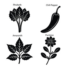 Chili Pepper Purslane Amaranth Leaves Vector Art Spicy Greens Chili Purslane Amaranth Leaves Illustration
Amaranth Purslane Chili Pepper Vegetable Vector Design