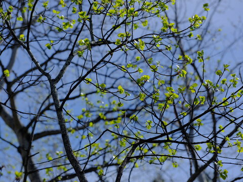 green leaves against blue sky, tree branches against blue sky, spring, nature, season