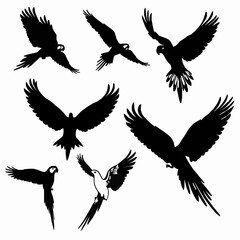 Fototapeta premium Collection of macaw parrot silhouettes in various flight poses exotic bird icons black and white vector illustration