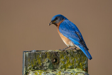 Close-up of Male Eastern Bluebird ((Sialia sialis) perched on nesting box in park. 