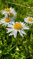 
Close-Up of a Cluster of Daisies in Green Grass
