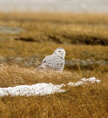 Snowy owl in a field