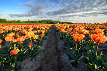 Field full of colorful tulips