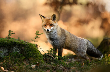 Red Fox ( Vulpes vulpes ) close up