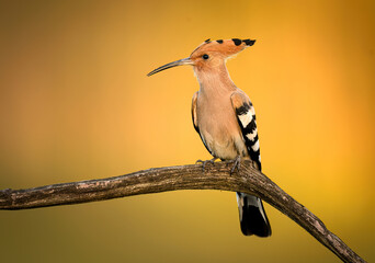 Obraz premium Eurasian hoopoe bird in early morning light ( Upupa epops )