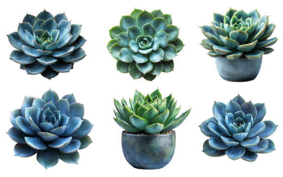  Collection set of  Agave succulent isolated on transparent white background, clipping path ,png