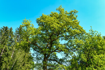Hiking through the World Forest, Weltwald in Freising near Munich in Bavaria, Germany.