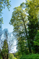 Hiking through the World Forest, Weltwald in Freising near Munich in Bavaria, Germany.