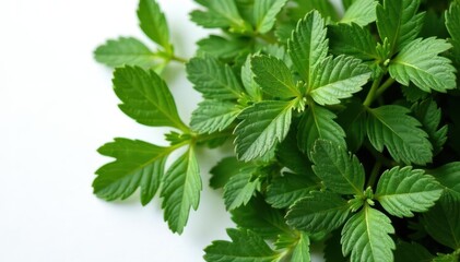 Crumbly dried oregano leaves, rich dark green, against pure white , Italian, ingredient
