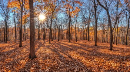 Autumn sunlight streams through a forest canopy.