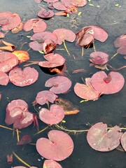 Vertical image of red waterlily leaves on murky pond