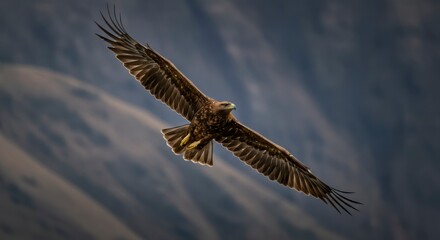 Golden eagle in flight against a mountain backdrop