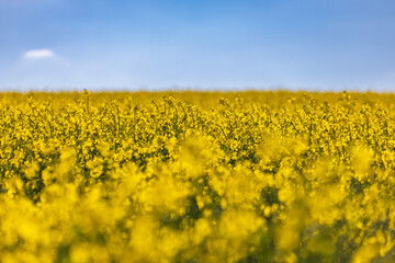 Unendliche Weite: Bl&uuml;hendes Rapsfeld im Sonnenschein