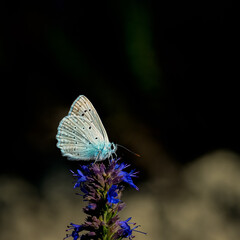 Polyommatus (Meleageria) daphnis