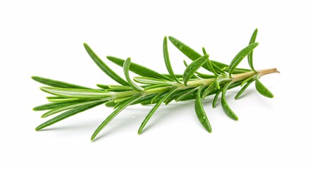 Fototapeta premium Single Sprig Of Fresh Green Rosemary Isolated On White Background For Culinary Aromatherapy