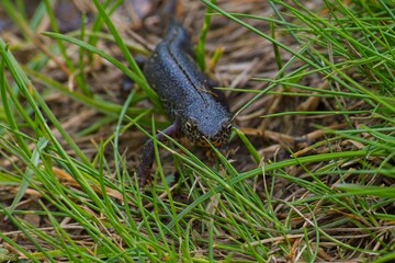 dark newt in the grass on a meadow