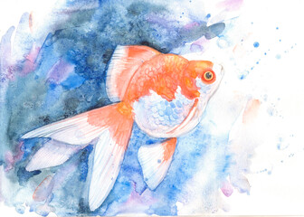 Aquarium fish red and white color hand painted with watercolors on blue water background. Goldfish.