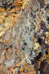 Close-up of a rugged rock face covered with various minerals and orange lichen, showcasing natural geological patterns ideal for science and nature concepts.