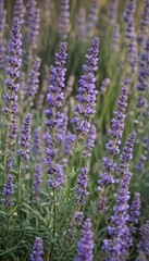 Obraz premium A profuse cluster of fragrant lavender blossoms , Provence, spa, bouquet