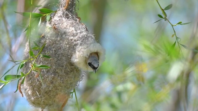 A cute little bird looking out from its nest in a willow branch. Eurasian Penduline Tit, Remiz pendulinus.