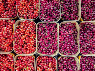 Fresh redcurrants filling cardboard boxes at local market: displaying vibrant red berries