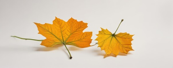 A single pumpkin leaf, vibrant orange and yellow, isolated on white , photography, autumn