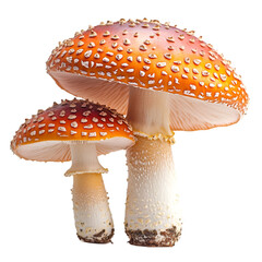 Two Amanita Muscaria Mushrooms Isolated on Black Background