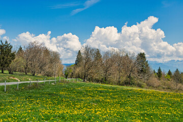 pâturage, france, saléve, montagne, paysage, forêt, nature, ciel, arbre, vert, chemin, bleu,...