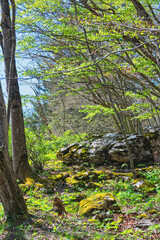 lisière de la forêt au printemps