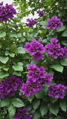 Fototapeta premium Close-up, vivid purple flowers; rich green leaves against pure white , art, blossom