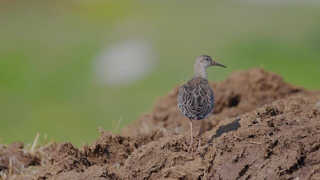 A shorebird standing on a pile of earth. Philomachus pugnax, Ruff.
