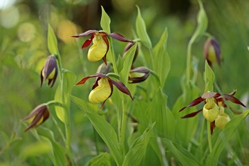 Gelber Frauenschuh (Cypripedium calceolus) auf Kalkmagerrasen.