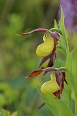 Gelber Frauenschuh (Cypripedium calceolus) auf Kalkmagerrasen.