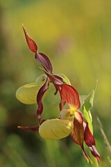 Blühender Gelber Frauenschuh (Cypripedium calceolus) im Gegenlicht