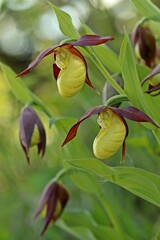 Gelber Frauenschuh (Cypripedium calceolus) auf Kalkmagerrasen.