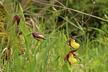 Gelber Frauenschuh (Cypripedium calceolus) auf Kalkmagerrasen.