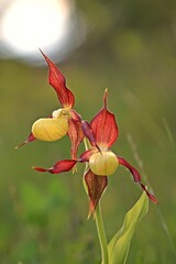 Blühender Gelber Frauenschuh (Cypripedium calceolus) im Gegenlicht