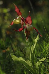 Blühender Gelber Frauenschuh (Cypripedium calceolus) im Gegenlicht