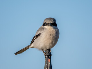 Loggerhead shrike perched on a fence