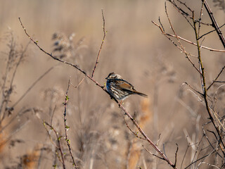 Song sparrow on a twig in a field